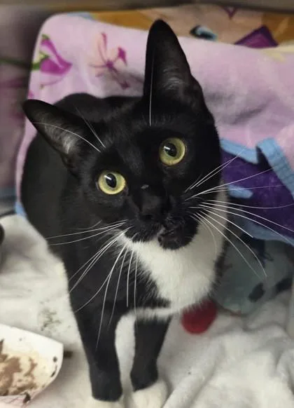 A young small-sized female Domestic Short Hair cat named Sharon for adoption in Verona, WI