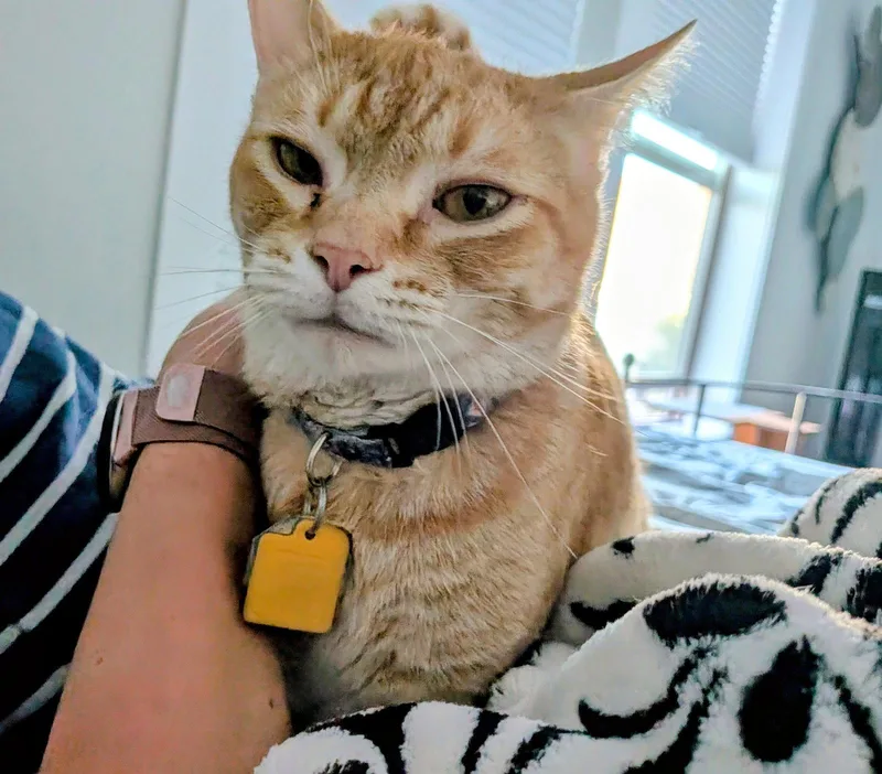 Georgie