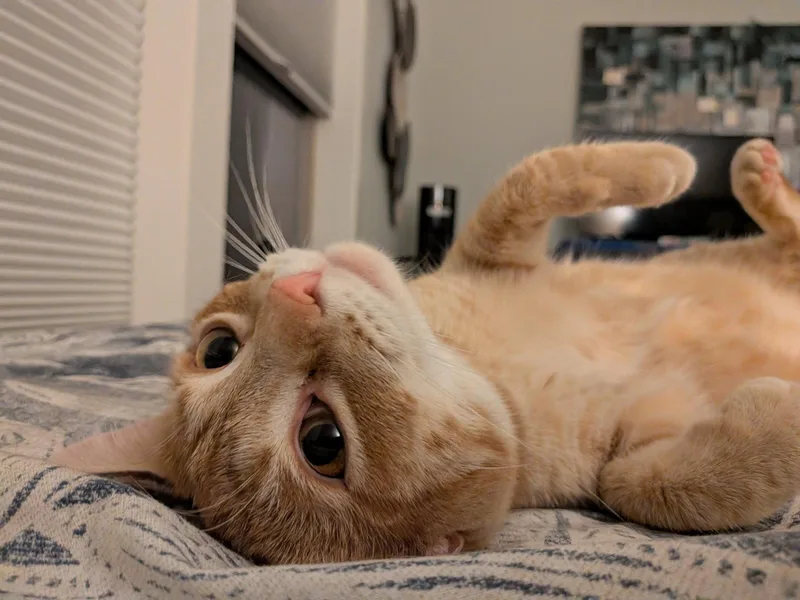 Georgie thumbnail 3