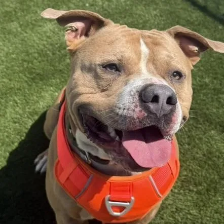 An adult medium-sized male Yellow / Tan / Blond / Fawn Pit Bull Terrier dog named Oden for adoption in Warren, OH