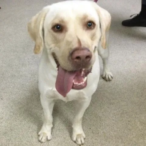 A young large-sized male Labrador Retriever dog named Louie for adoption in Riverside, CA
