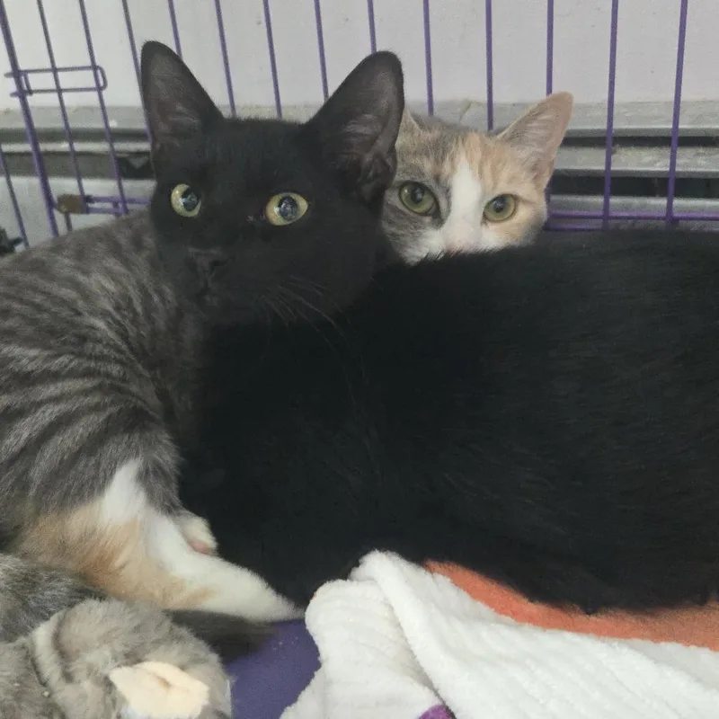An adult medium-sized female Calico Domestic Short Hair cat named Spatula for adoption in Salisbury, MA