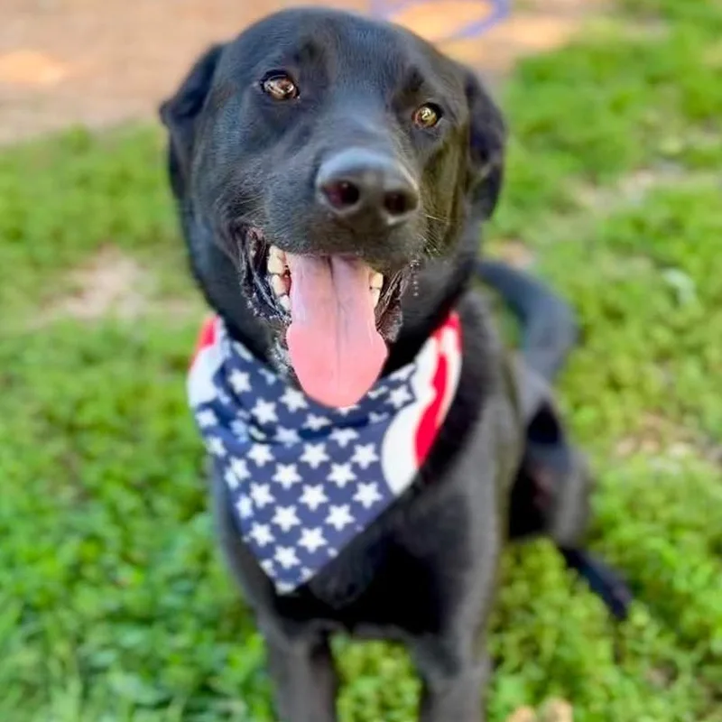 An adult medium-sized male Black Mixed Breed dog named Jax for adoption in Washington Township, OH
