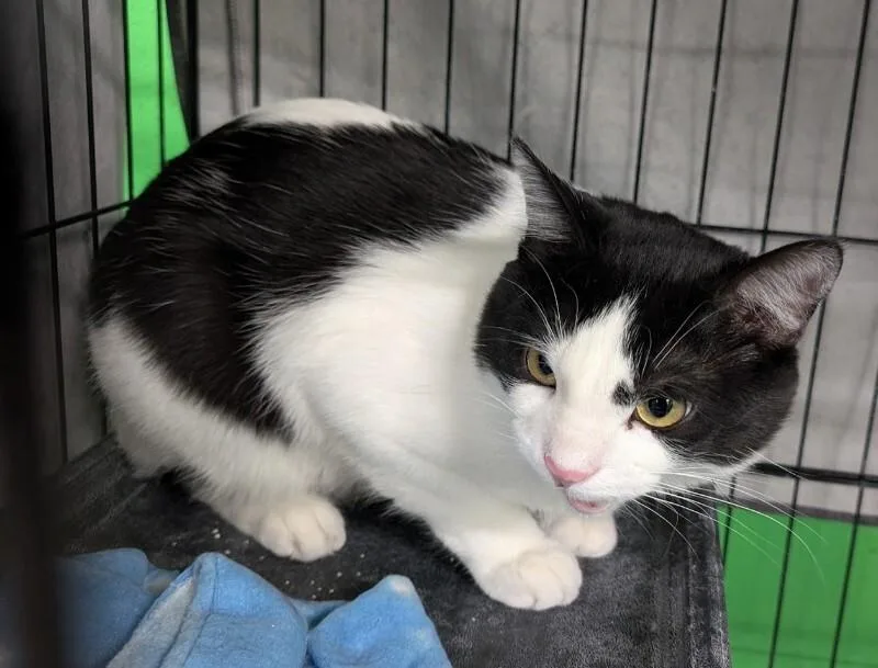 A young medium-sized male Black & White / Tuxedo Domestic Short Hair cat named Gilligan for adoption in Adrian, MI