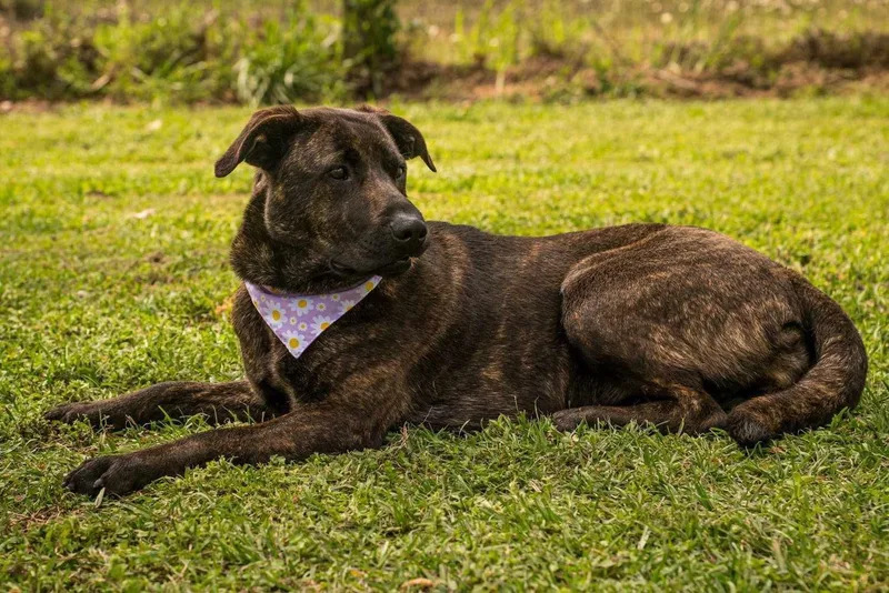 A young medium-sized female Brindle American Staffordshire Terrier dog named Sage for adoption in Tomball, TX