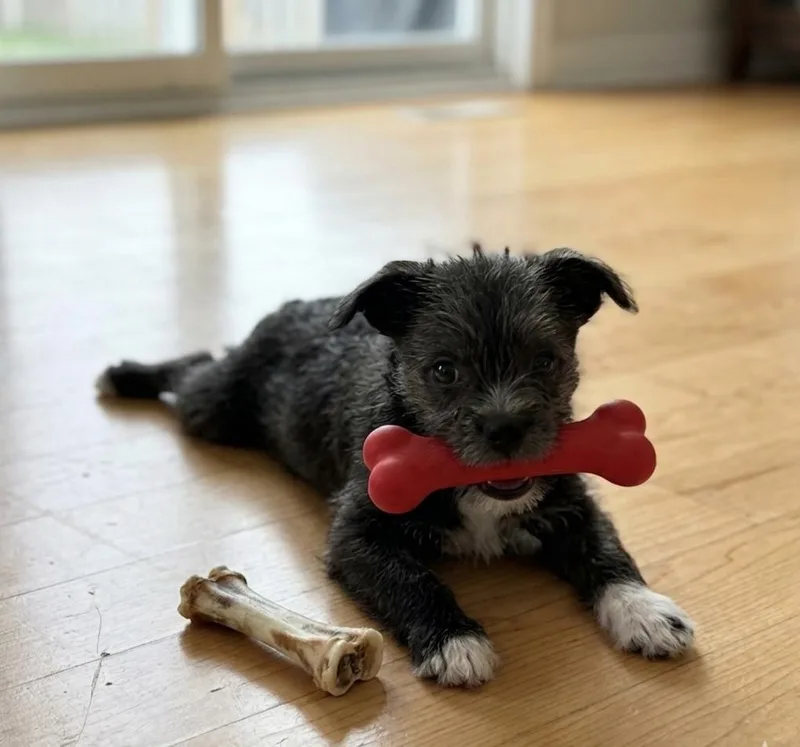 A baby small-sized female Terrier dog named Rose for adoption in North Prairie, WI
