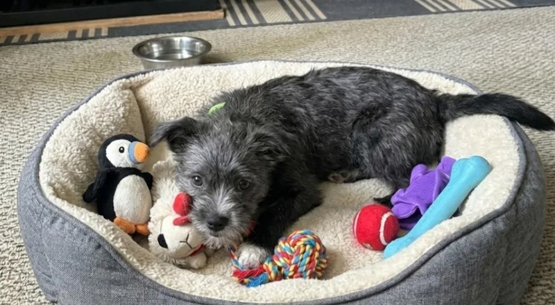 Rose thumbnail 3