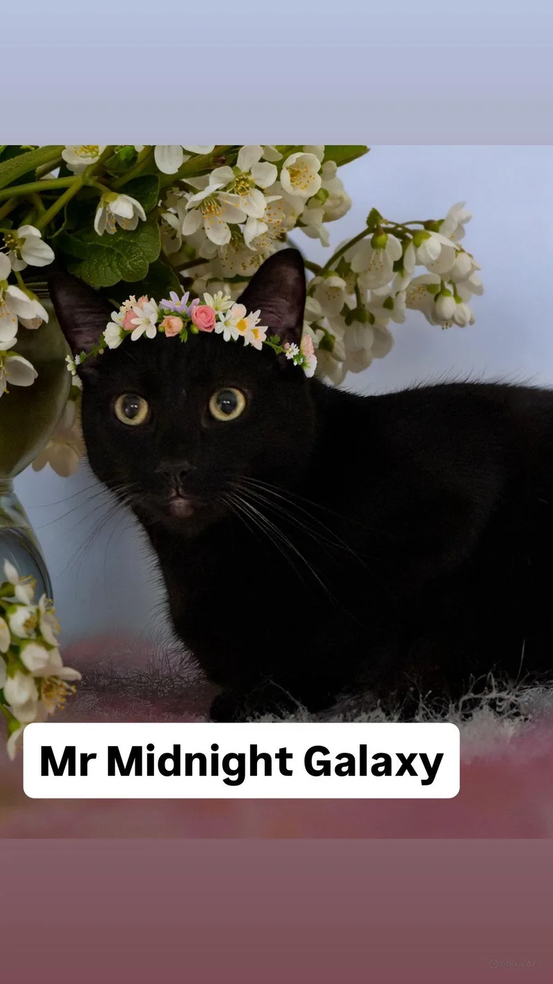 An adult medium-sized male Black Domestic Short Hair cat named Mr Midnight Galaxy At for adoption in Walnut Creek, CA