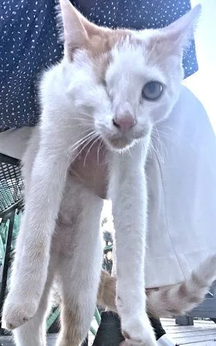 A young medium-sized male Domestic Short Hair cat named Gibson for adoption in Rutherfordton, NC