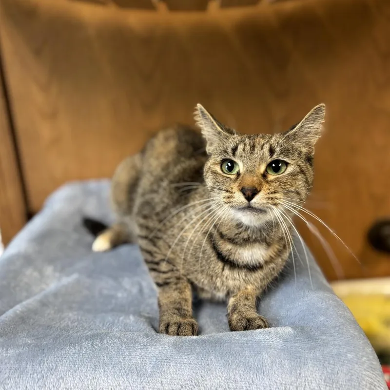 A young medium-sized female Torbie Domestic Short Hair cat named Agnes for adoption in Fargo, ND
