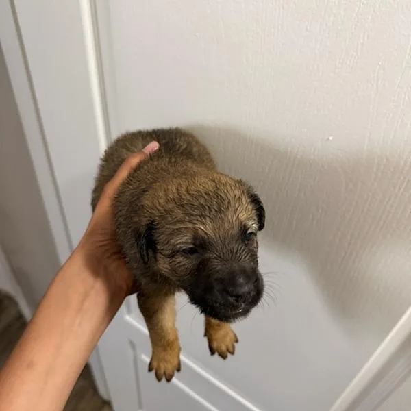 Sam