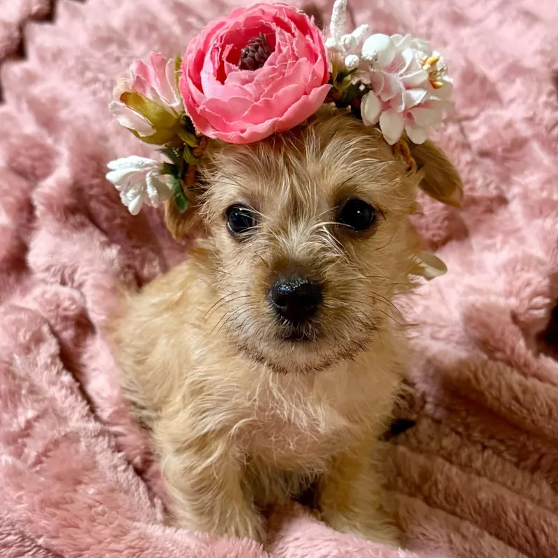A young small-sized female Yellow / Tan / Blond / Fawn Terrier dog named Gracie for adoption in Fort Worth, TX