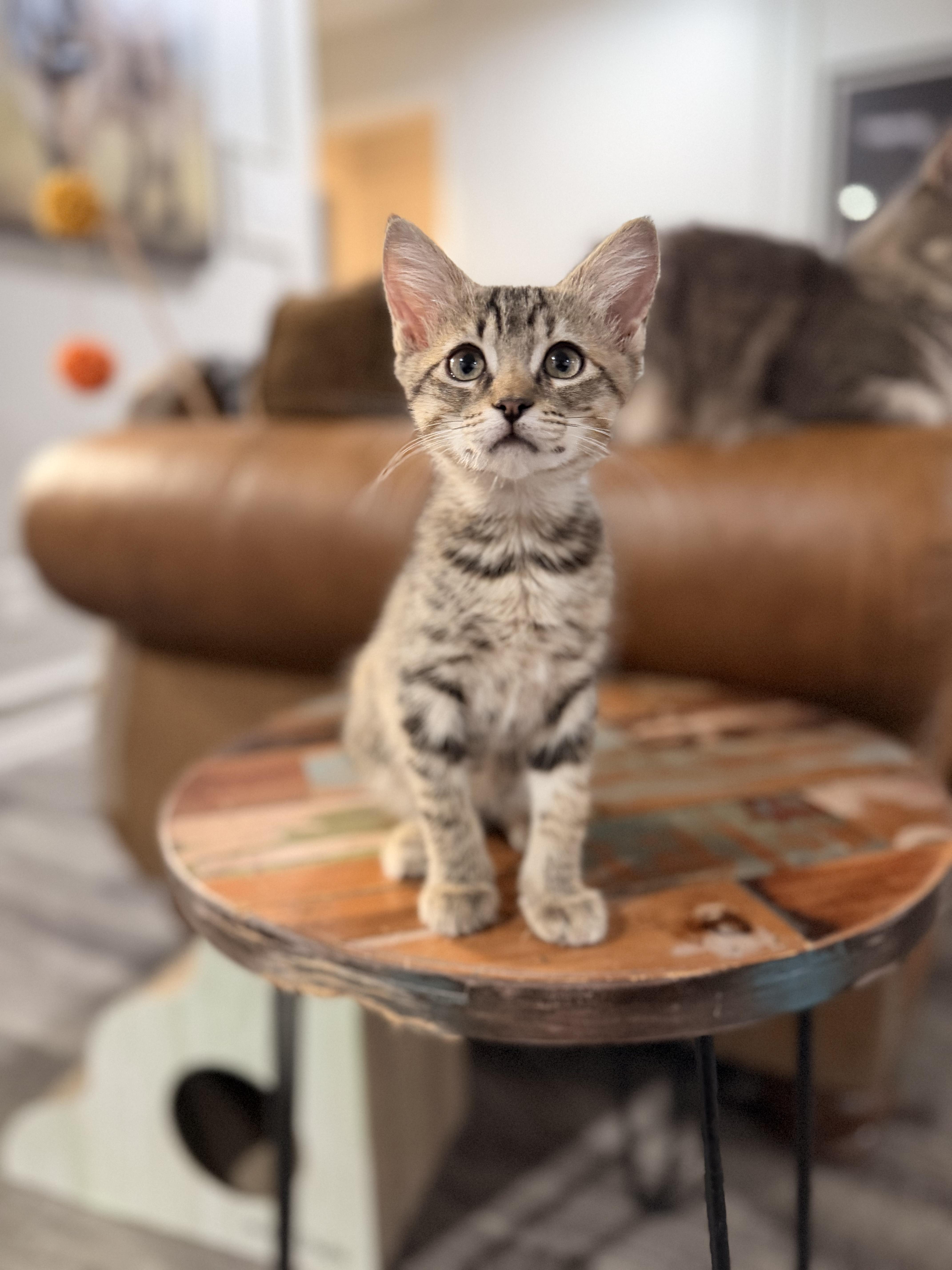 A young medium-sized female Torbie Domestic Short Hair cat named Harley Quinn for adoption in North Richland Hills, TX