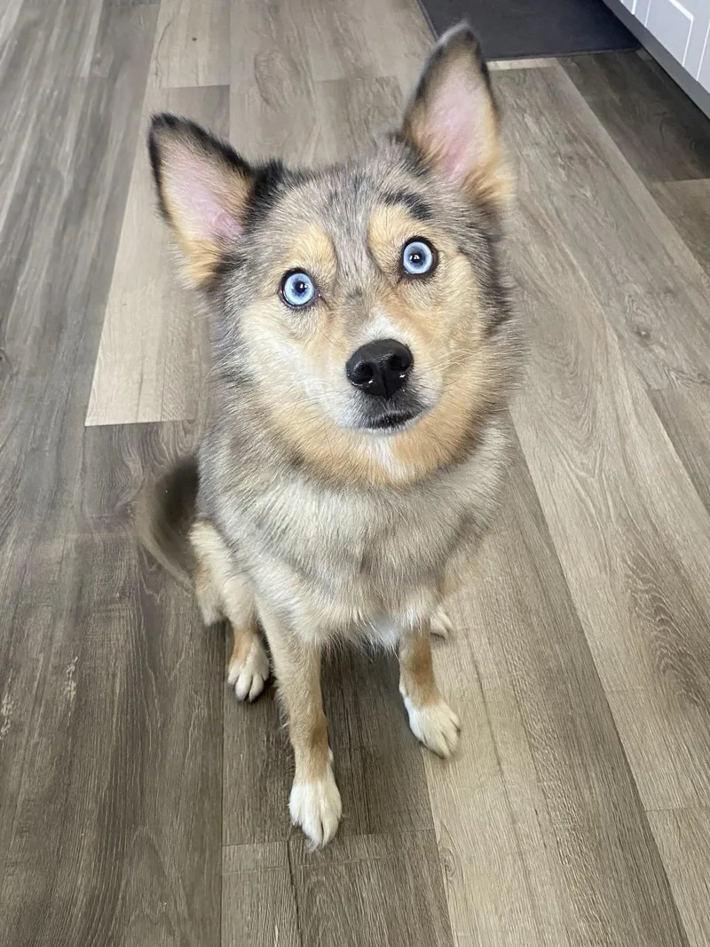A young small-sized female Merle (Blue) Pomsky dog named Raven for adoption in Winston, OR
