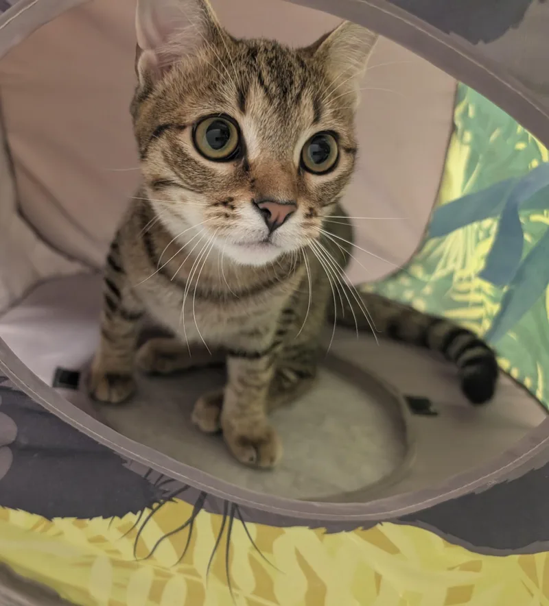 A baby medium-sized female Tabby (Brown / Chocolate) Domestic Short Hair cat named Ottilie for adoption in Palm Harbor, FL