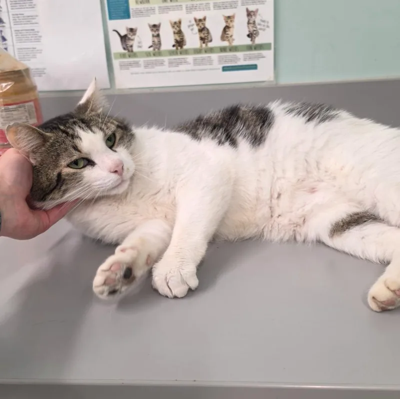 A young medium-sized male Domestic Short Hair cat named Cuddle Bug for adoption in Athens, TN