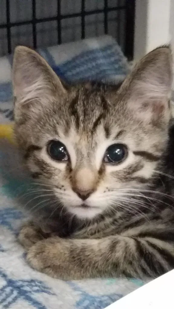 A baby small-sized female Domestic Short Hair cat named Breeze for adoption in Ewing, NJ