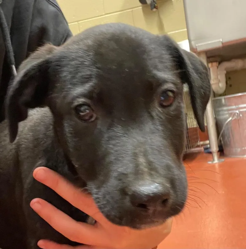 A young small-sized male Labrador Retriever dog named Harry for adoption in Douglasville, GA