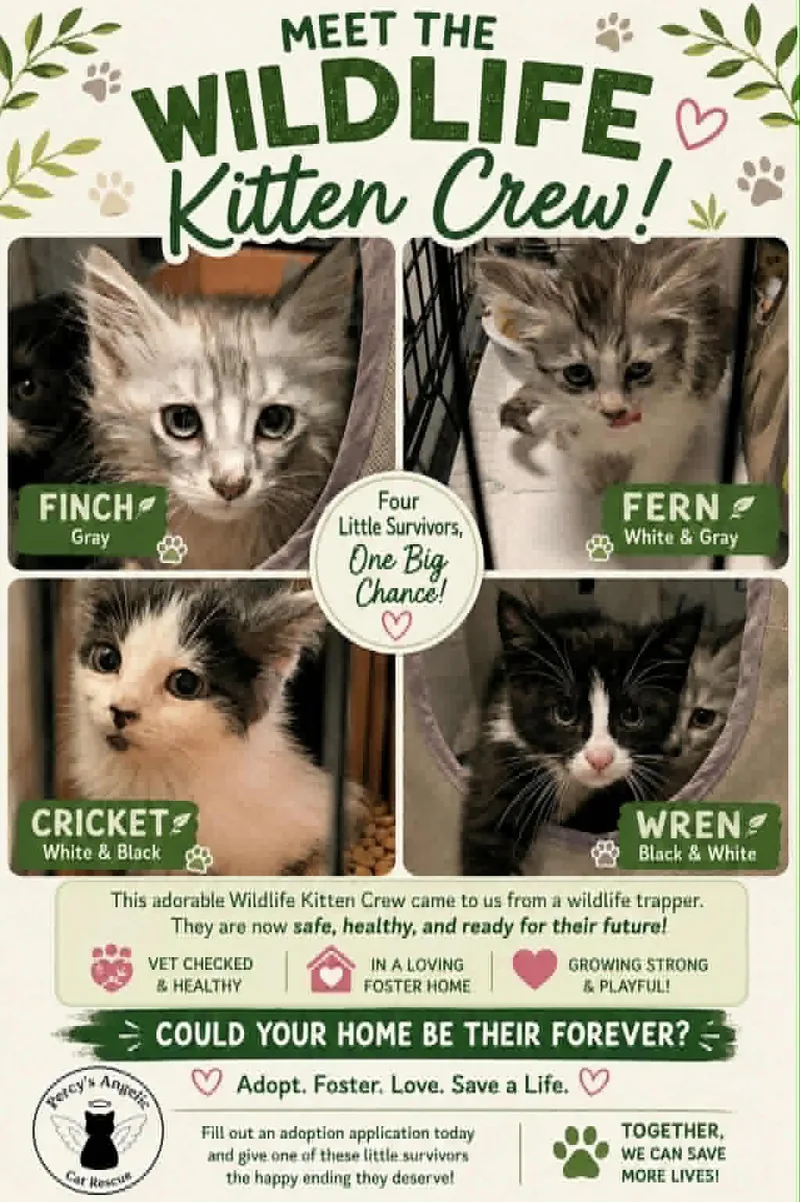 Fern thumbnail 2