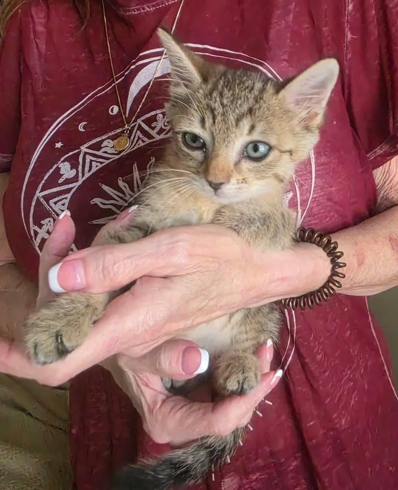 A baby small-sized female American Shorthair cat named Bonnie for adoption in Grand Prairie, TX