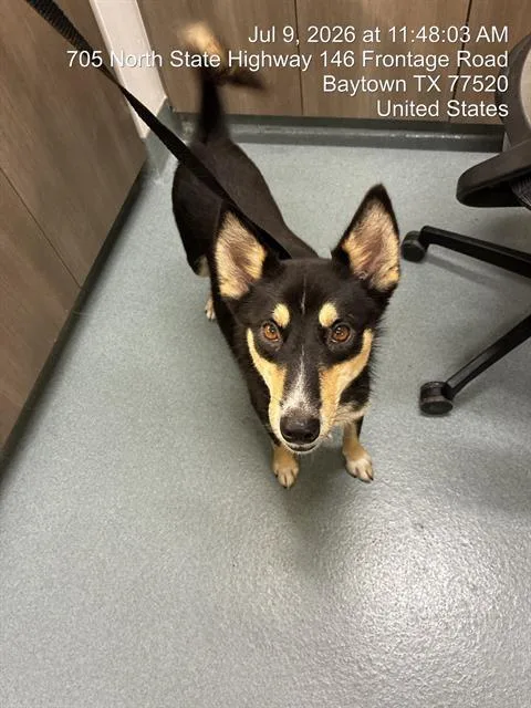 A young medium-sized female Siberian Husky dog named Moby for adoption in Baytown, TX