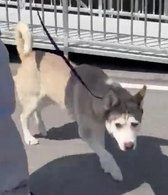 An adult large-sized male White / Cream Siberian Husky dog named Vince for adoption in Naperville, IL