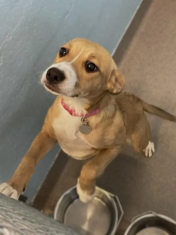 A young medium-sized female Labrador Retriever dog named Sandie for adoption in Roanoke, VA