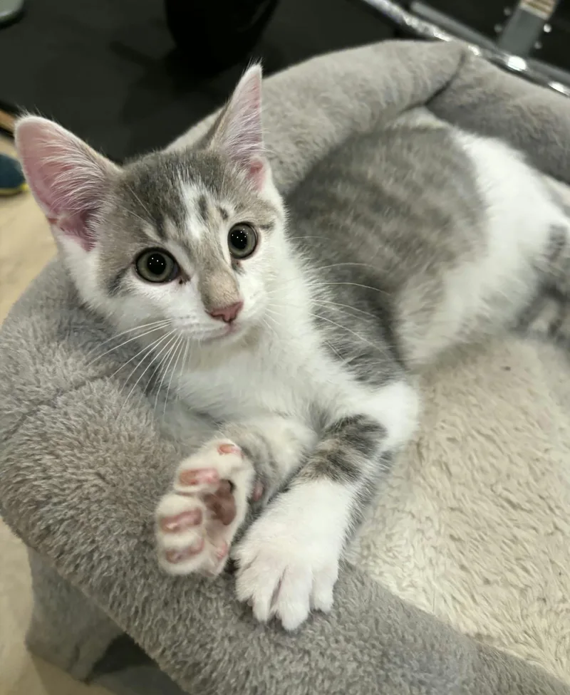 A baby medium-sized male Tabby (Gray / Blue / Silver) Domestic Short Hair cat named Thresher for adoption in Martinsville, IN
