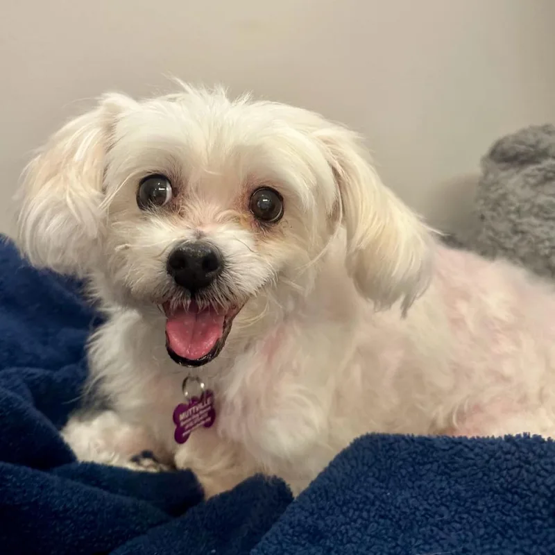 A senior small-sized female Shih Tzu dog named Tide for adoption in San Francisco, CA