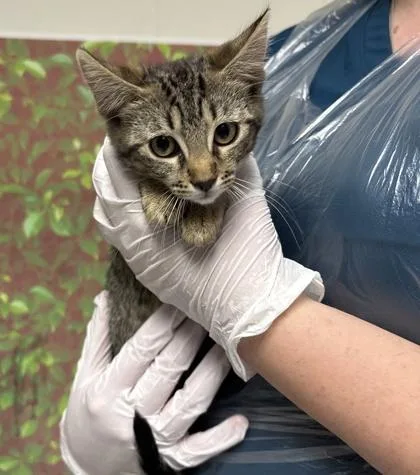 A young small-sized female Domestic Short Hair cat named Leah for adoption in San Antonio, TX