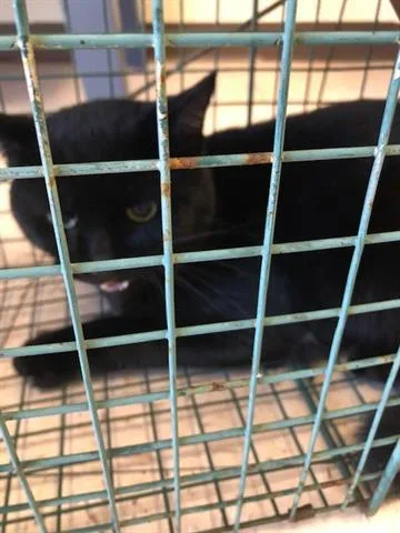 An adult large-sized male Domestic Short Hair cat named Sami for adoption in Naples, FL