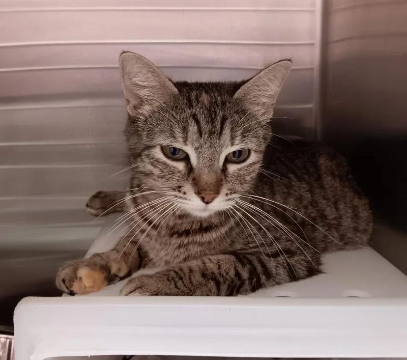 A young medium-sized female Domestic Short Hair cat named Summer for adoption in New Braunfels, TX
