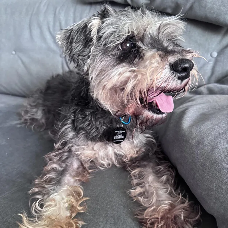 A senior small-sized female Gray / Blue / Silver Schnauzer dog named Isabella for adoption in Brooklyn, NY