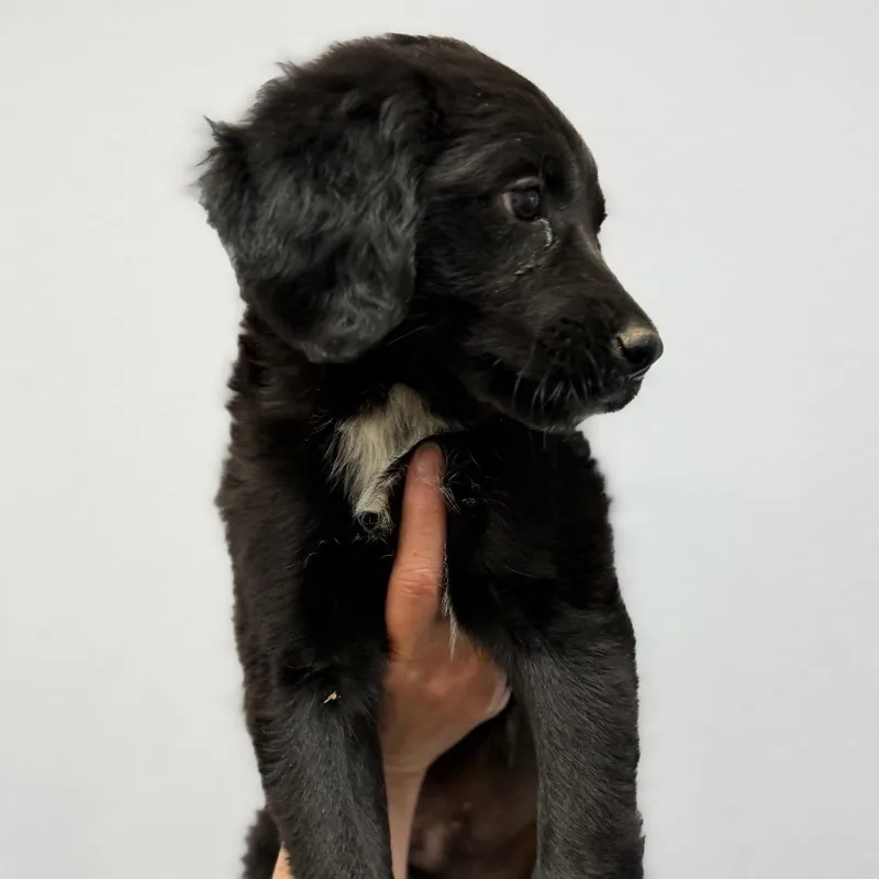 A baby small-sized male Black Border Collie dog named Chase for adoption in Idaho Falls, ID
