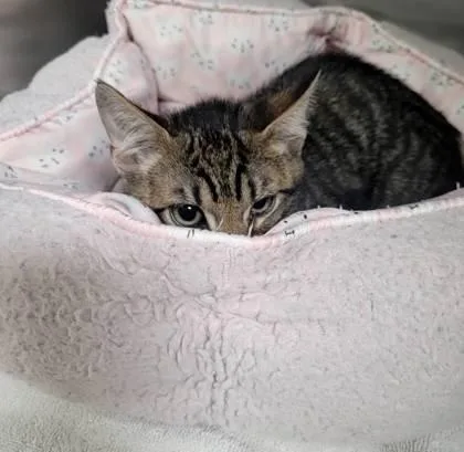 A baby small-sized male Domestic Short Hair cat named Lucchi for adoption in Memphis, TN