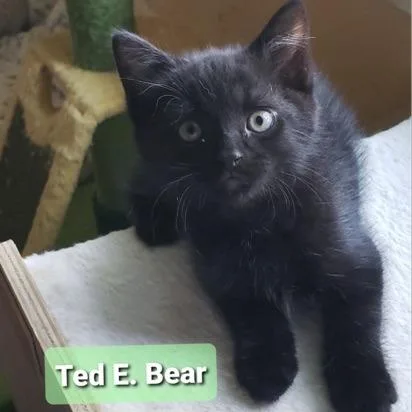 A baby small-sized male Black Domestic Short Hair cat named Ted E. Bear for adoption in Carmel, IN