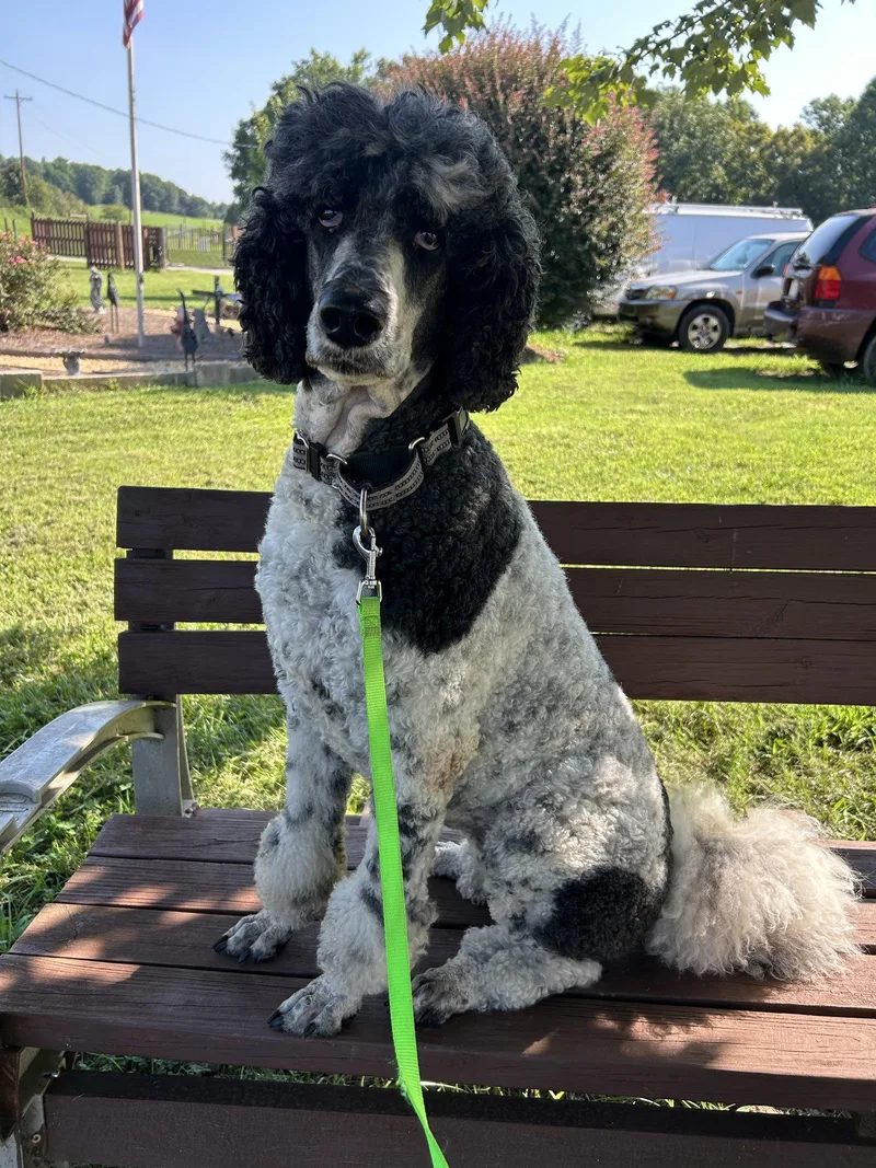 An adult large-sized female Standard Poodle dog named East Aug for adoption in Pacolet, SC