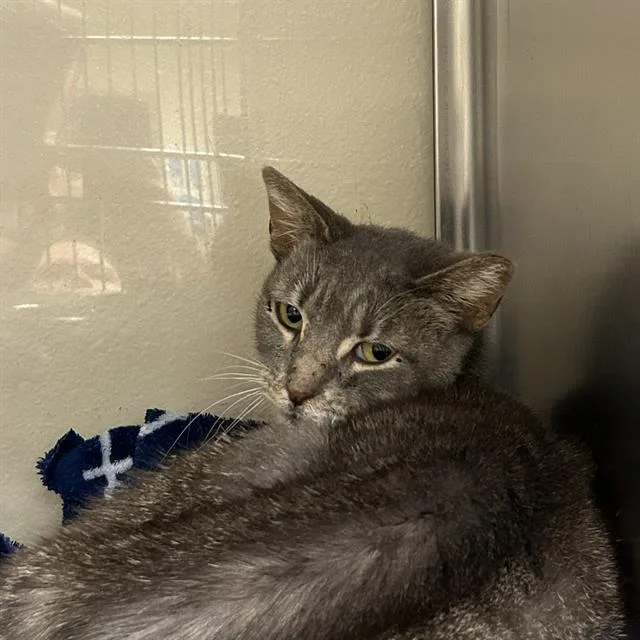 A young medium-sized female Domestic Short Hair cat named Crownie for adoption in San Antonio, TX