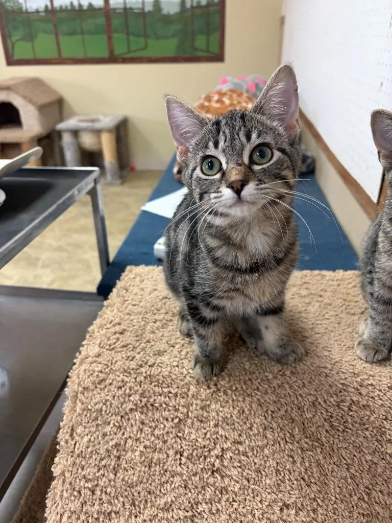 A baby small-sized female Domestic Short Hair cat named Meenie for adoption in Neillsville, WI