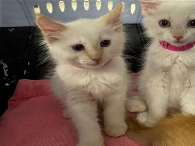 A baby small-sized male Domestic Medium Hair cat named Max for adoption in Woodland, CA
