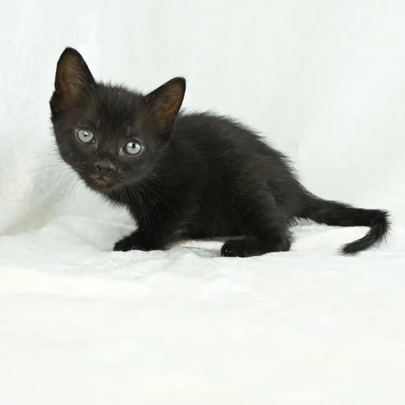 A baby small-sized female Black Domestic Short Hair cat named Baylor for adoption in Mobile, AL