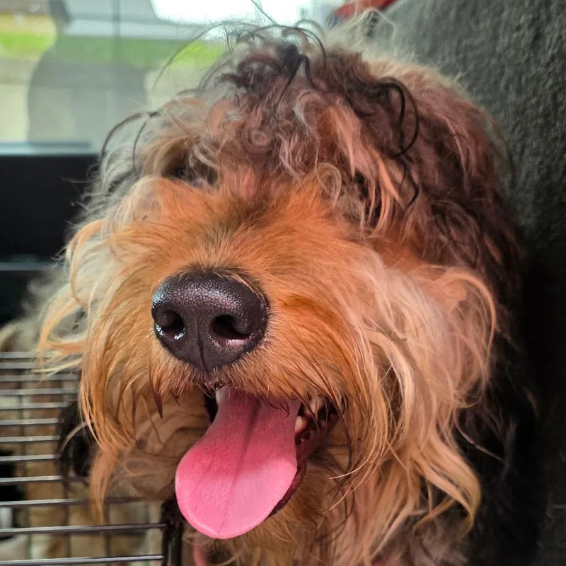 An adult medium-sized male Yellow / Tan / Blond / Fawn Golden Retriever dog named Mo for adoption in Goltry, OK