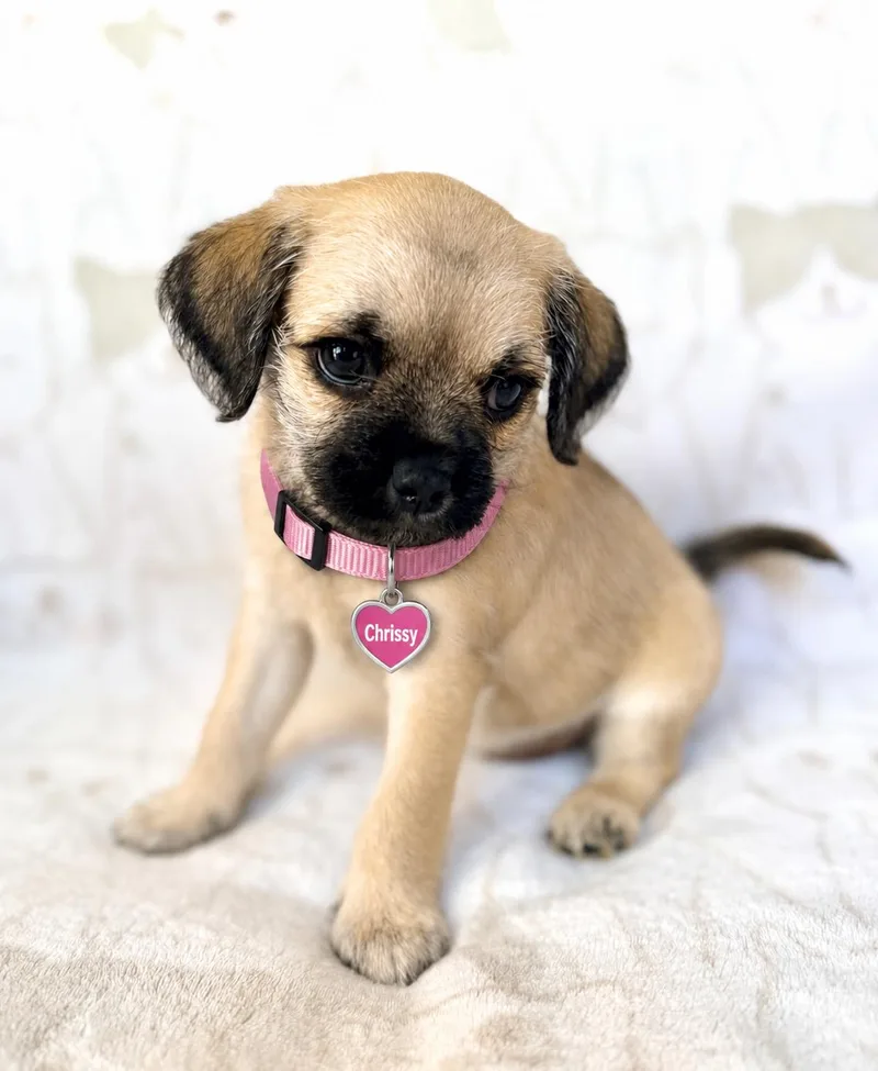A baby small-sized female Apricot / Beige Pug dog named Chrissy for adoption in Corona Del Mar, CA