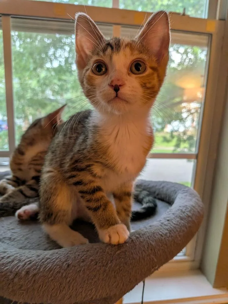 A baby small-sized female Domestic Short Hair cat named Sally bonded wLucy for adoption in Ballwin, MO