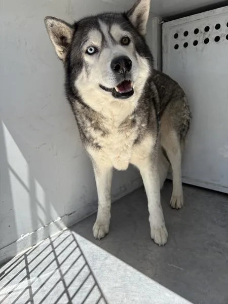 An adult large-sized male Siberian Husky dog named Koda for adoption in Victorville, CA