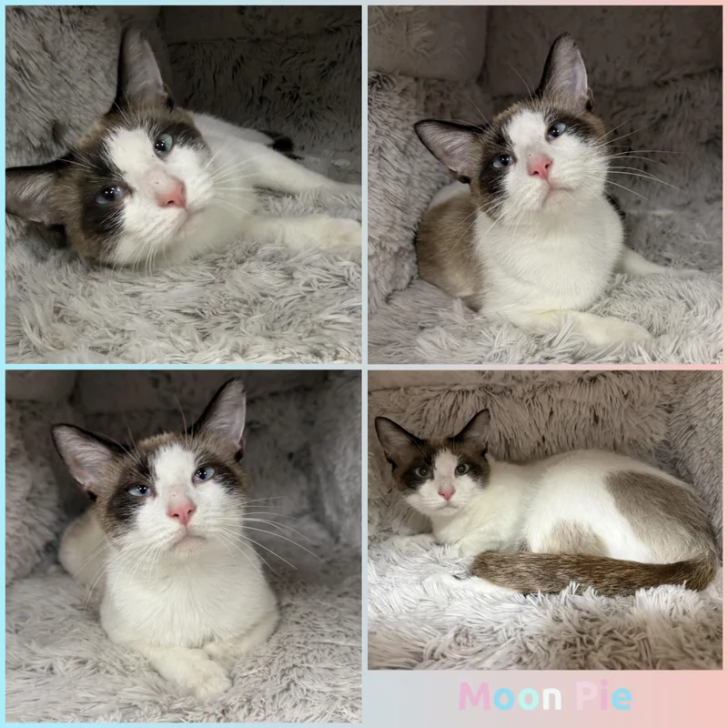 A young small-sized female Seal Point Siamese cat named Moon Pie for adoption in Louisville, KY