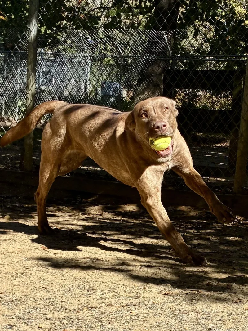A young medium-sized female Mountain Cur dog named Nell for adoption in Heathsville, VA