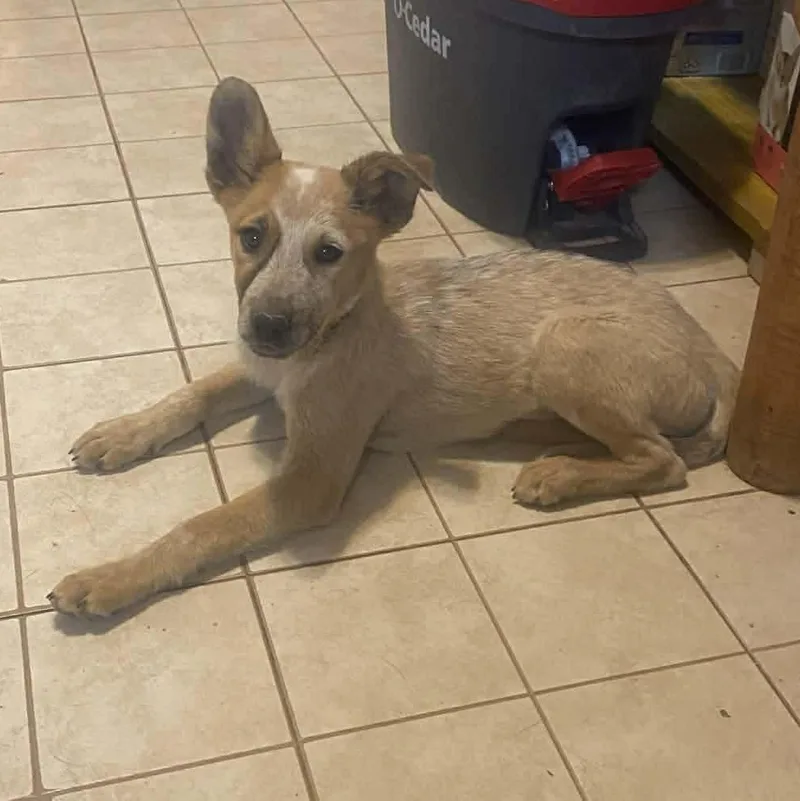 A baby medium-sized female Red / Chestnut / Orange Australian Cattle Dog / Blue Heeler dog named Elsa for adoption in Uxbridge, MA