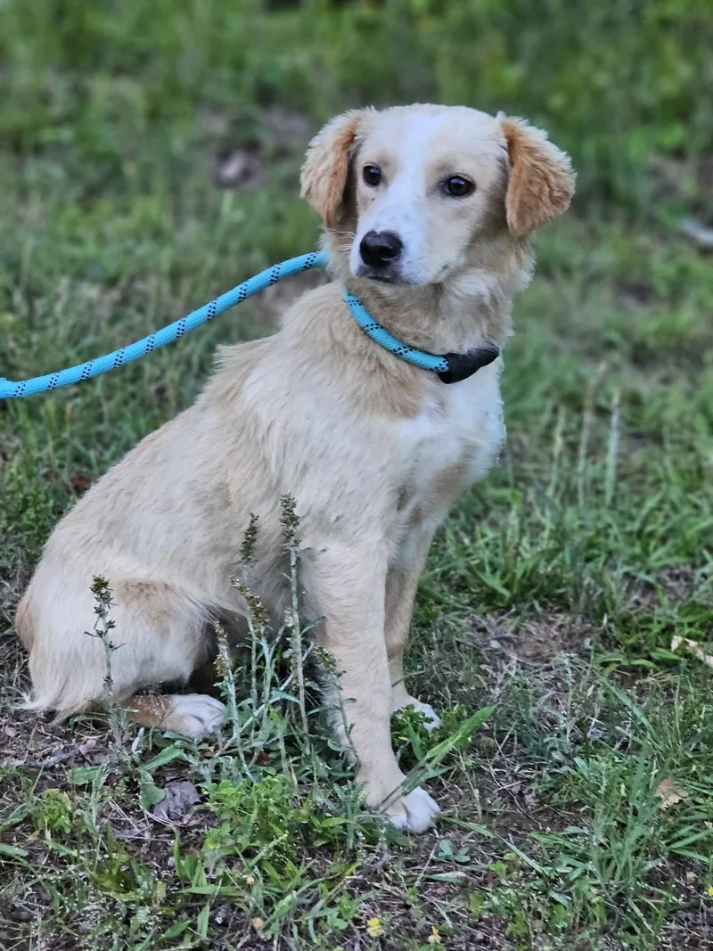 A young medium-sized male Apricot / Beige Australian Shepherd dog named Lyon for adoption in Fort Payne, AL