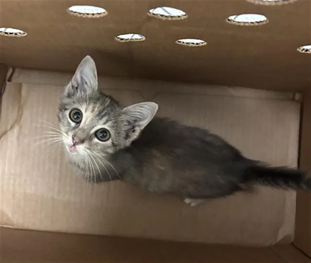 A baby medium-sized female Domestic Short Hair cat named Sushi for adoption in Dallas, TX